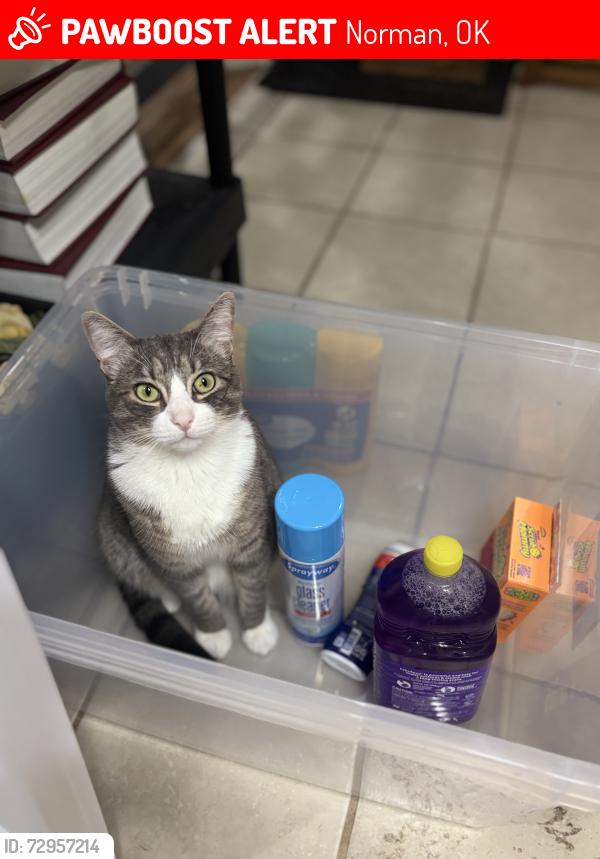 Lost Male Cat last seen Robinson & flood, Norman, OK 73069