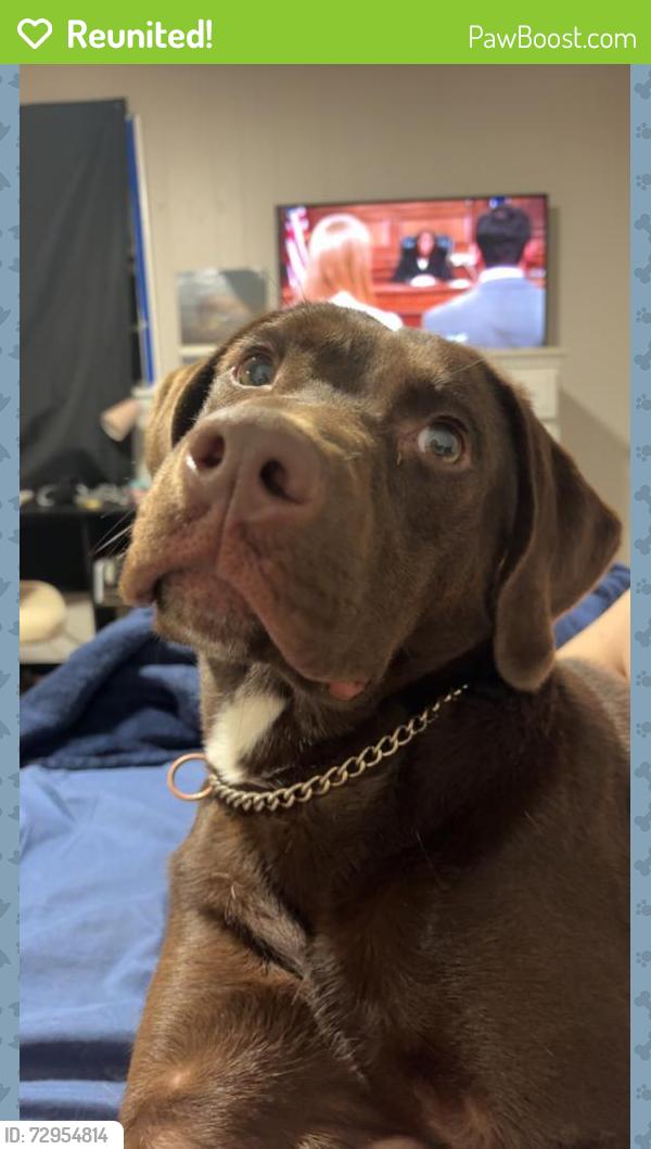 Reunited Male Dog last seen Hendrix College , Conway, AR 72032