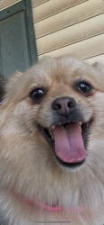 Reunited Female Dog last seen Bradshaw Street, High Point, NC 27262