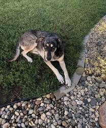Reunited Male Dog last seen Omaha, NE, USA, Omaha, NE 68102
