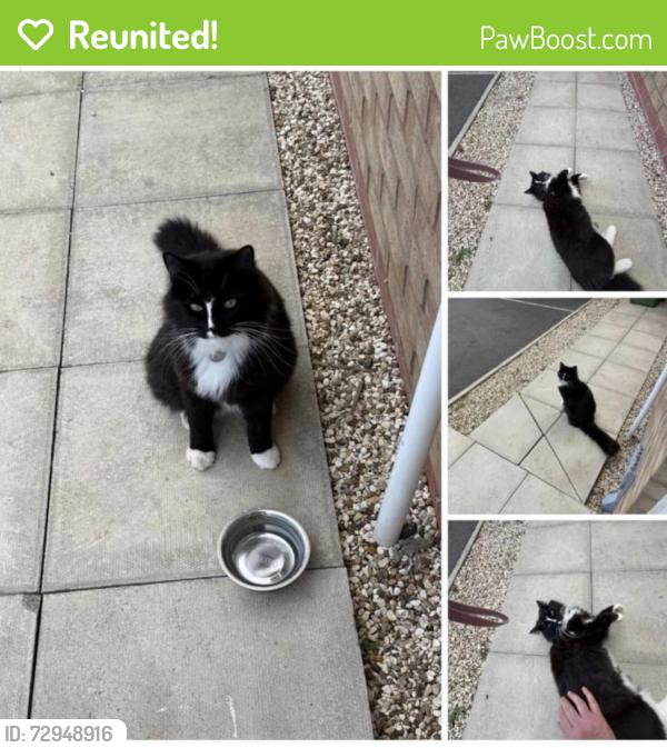 Reunited Male Cat last seen Coates Avenue Winterton. , Winterton, England DN15 9SP