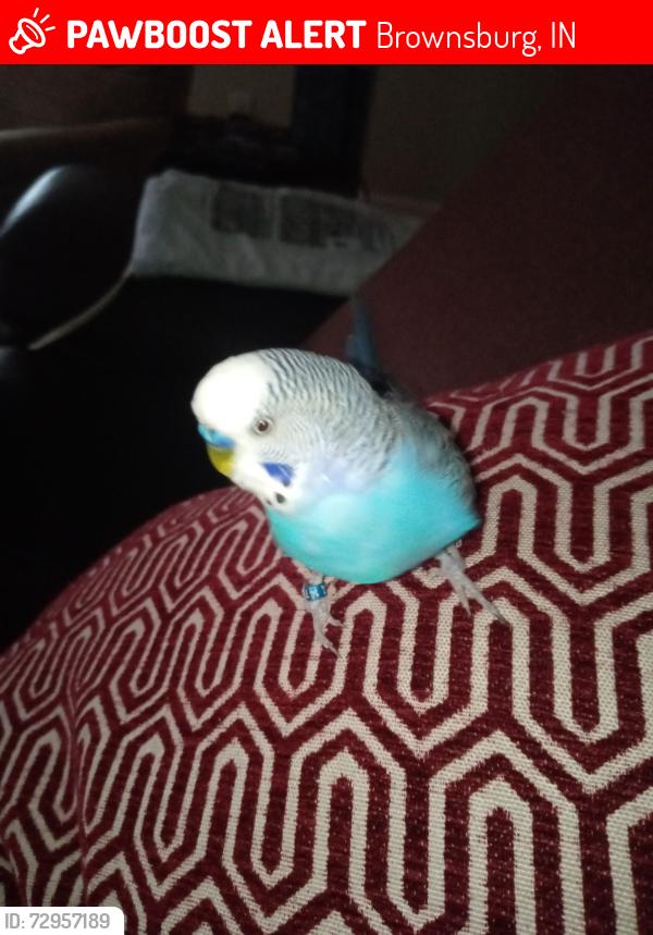Lost Male Bird last seen E County Rd 600 N/ N Raceway Rd , Brownsburg, IN 46112