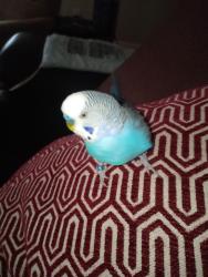 Lost Male Bird last seen E County Rd 600 N/ N Raceway Rd , Brownsburg, IN 46112