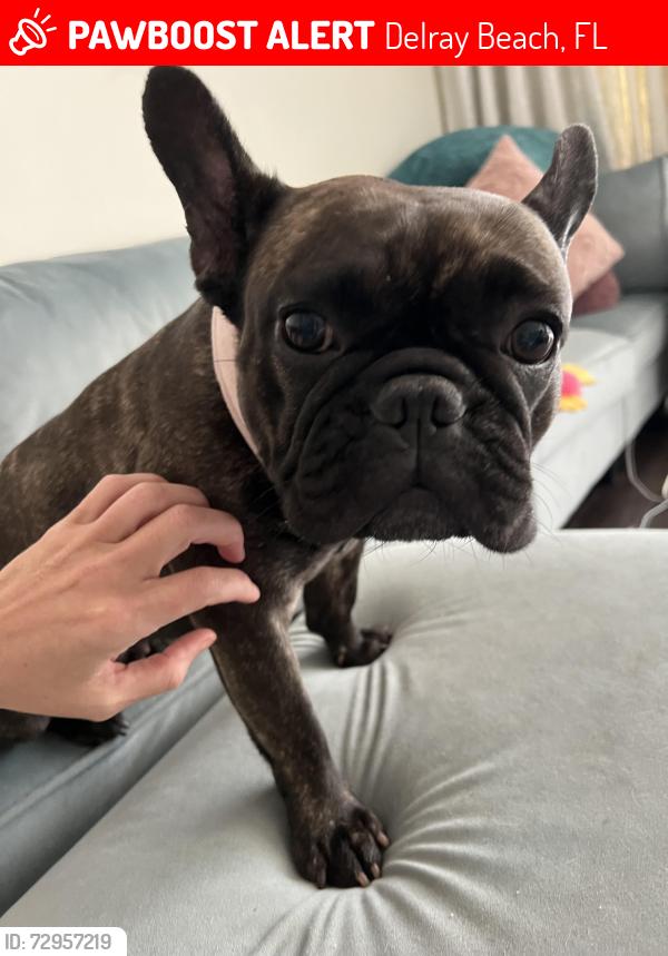 Lost Female Dog last seen Near northeast 11th street, Delray Beach, FL 33444