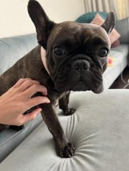 Lost Female Dog last seen Near northeast 11th street, Delray Beach, FL 33444