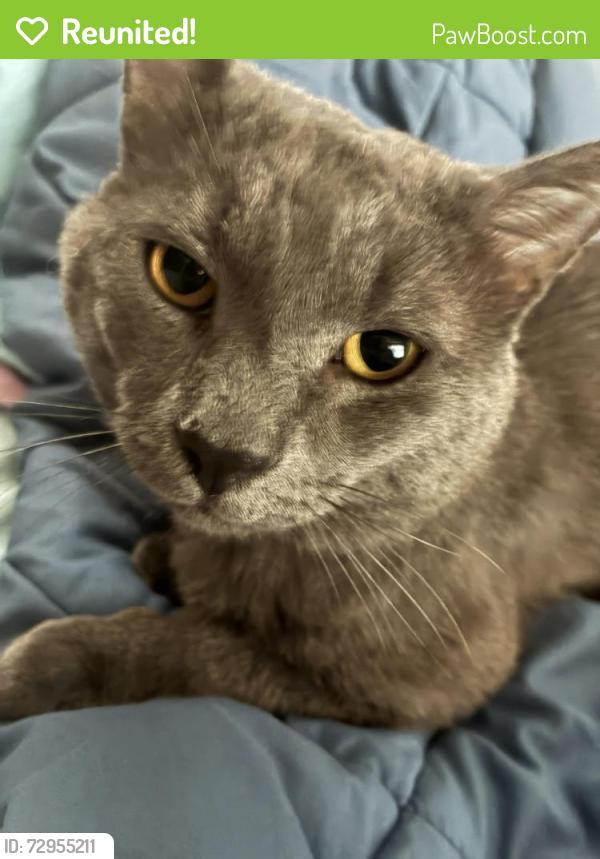 Reunited Male Cat last seen Summerville Family YMCA, Summerville, SC 29483
