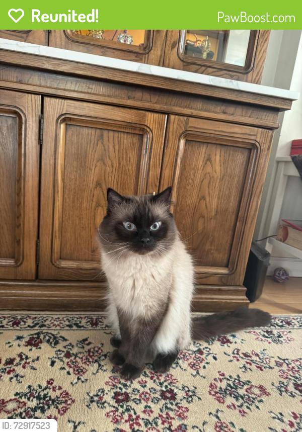 Reunited Male Cat last seen Champlain heights, Vancouver, BC V5S 4L4