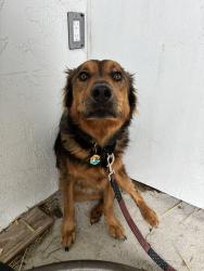 Lost Male Dog last seen Bert Crawford Rd Middletown NY, Mechanicstown, NY 10940