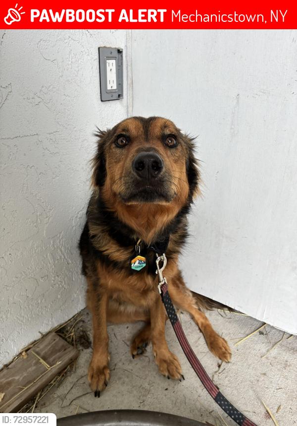 Lost Male Dog last seen Bert Crawford Rd Middletown NY, Mechanicstown, NY 10940