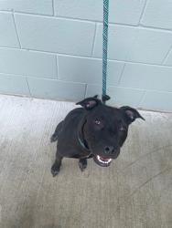 Shelter Stray Female Dog last seen , East Ridge, TN 37412