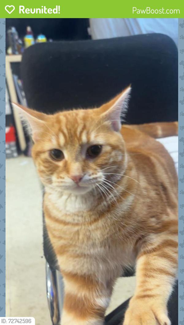 Reunited Male Cat last seen gilbert & buller ave, Winnipeg, MB R2X