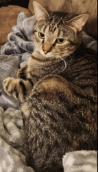 Lost Male Cat last seen Maxwell St, Concord Dr, Park St, and Hwy 14. Culver's/ Foxboro golf course Oregon, WI, Oregon, WI 53575