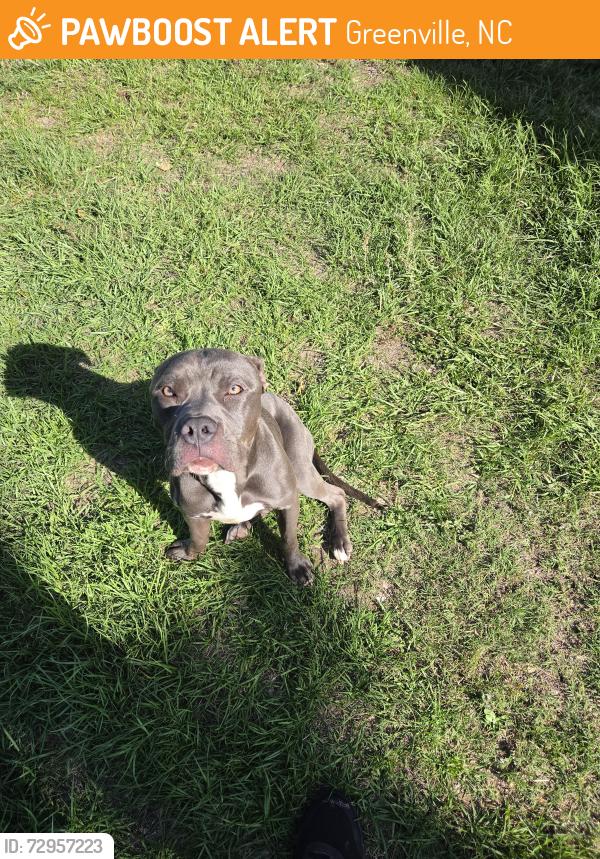 Found/Stray Male Dog last seen Pactolus Hwy and Cedar Dr, Greenville, NC 27834