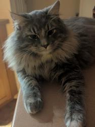 Lost Male Cat last seen Cul-de-sac just two doors down , Duncan, BC V9L 1G8