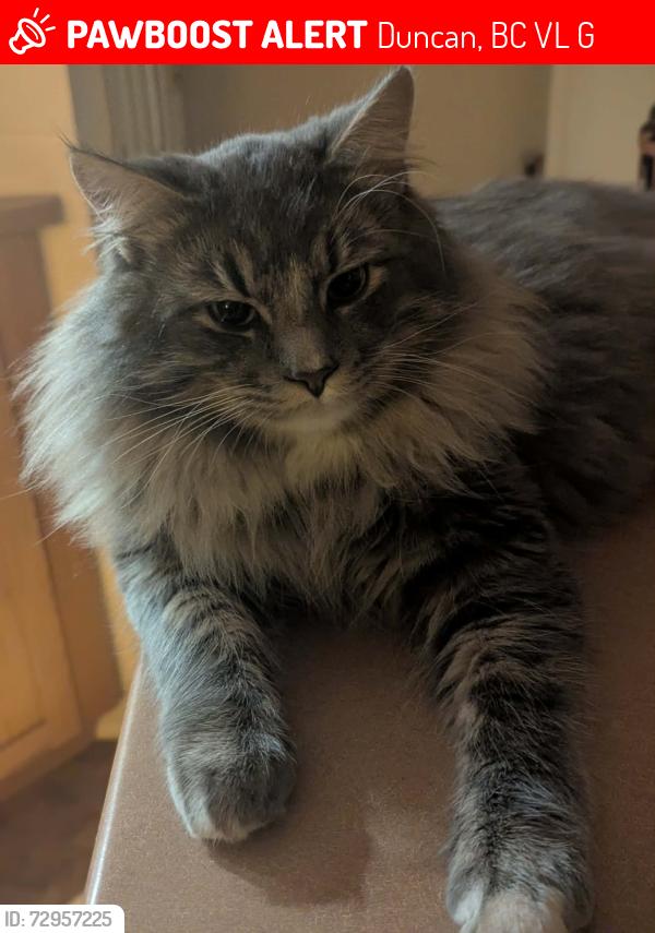 Lost Male Cat last seen Cul-de-sac just two doors down , Duncan, BC V9L 1G8