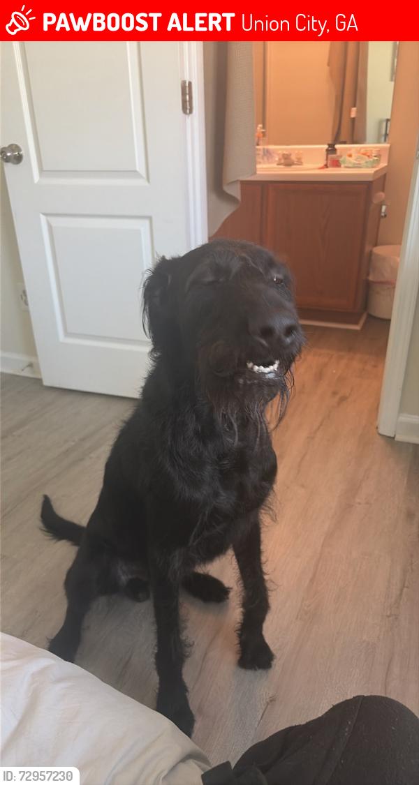 Lost Male Dog last seen Stonewall Ct 30349, Union City, GA 30291