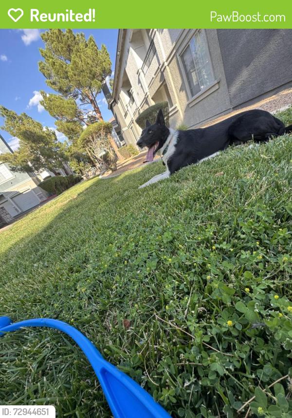 Reunited Female Dog last seen Pollock St, Las Vegas, NV 89183