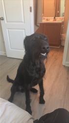 Lost Male Dog last seen Stonewall Ct 30349, Union City, GA 30291
