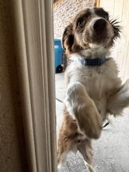 Found/Stray Male Dog last seen Pecan Valley, Clint, TX 79836