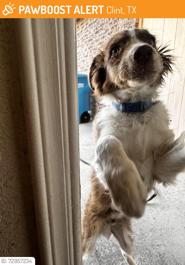 Found/Stray Male Dog last seen Pecan Valley, Clint, TX 79836