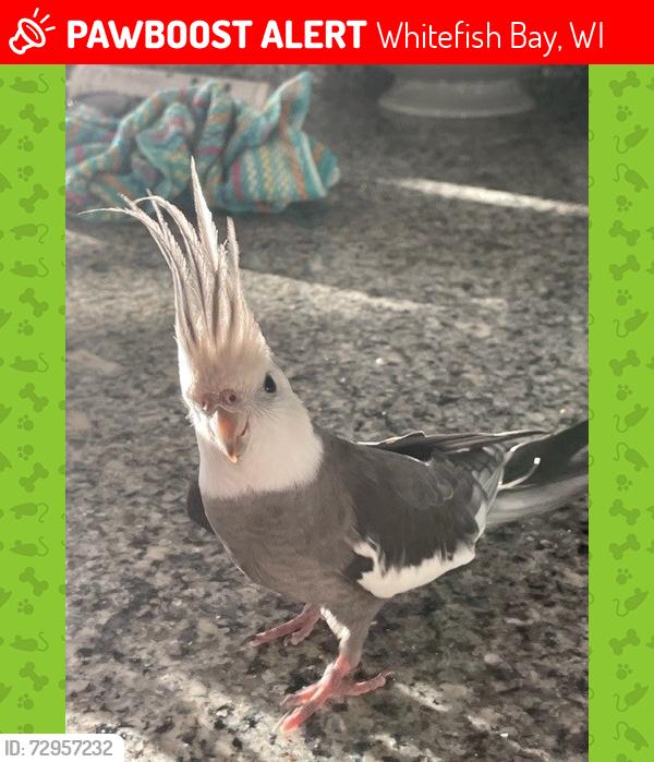 Lost Male Bird last seen Henry Clay and Berkeley, Whitefish Bay, WI 53217
