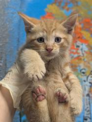 Shelter Stray Male Cat last seen Bexar County, New Braunfels, TX 78130