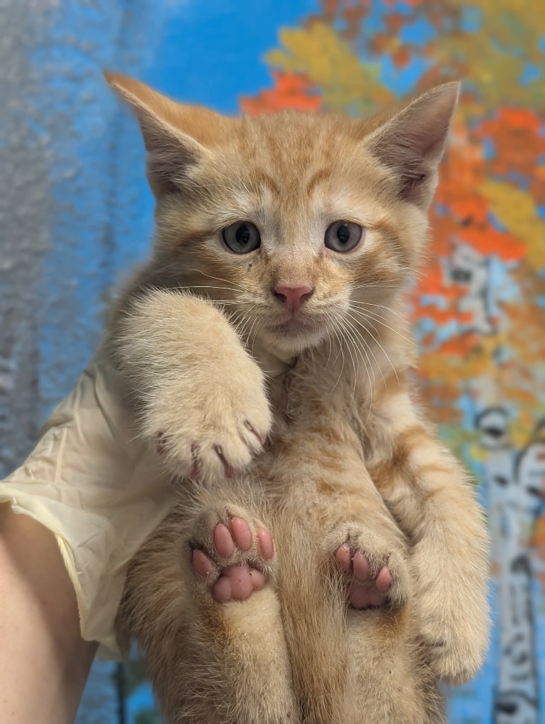 Shelter Stray Male Cat last seen Bexar County, New Braunfels, TX 78130