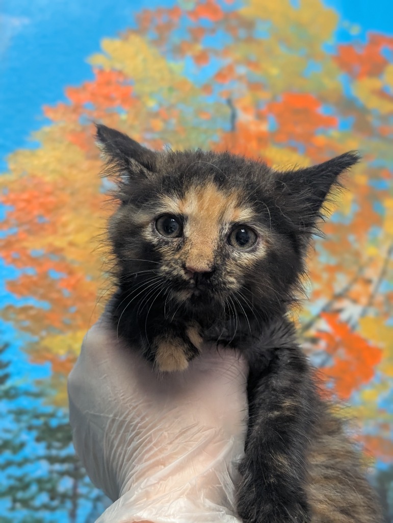 Shelter Stray Female Cat last seen Bexar County, New Braunfels, TX 78130