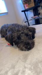 Reunited Male Dog last seen Rio grade and central , Albuquerque, NM 87104