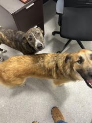 Found/Stray Female Dog last seen Window Nation, Grand Prairie, TX 75050