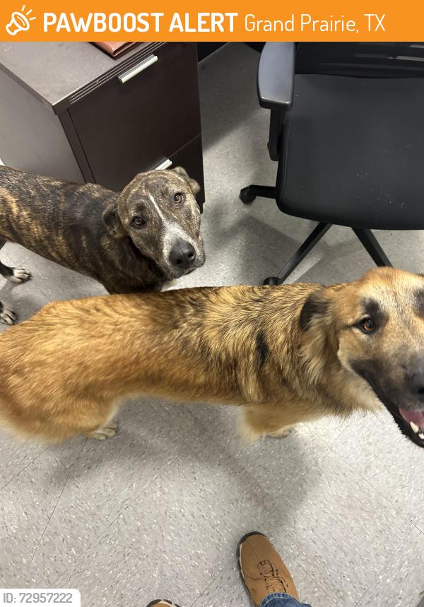 Found/Stray Female Dog last seen Window Nation, Grand Prairie, TX 75050