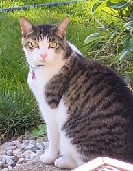 Lost Female Cat last seen Jackson & University , Monmouth, OR 97361