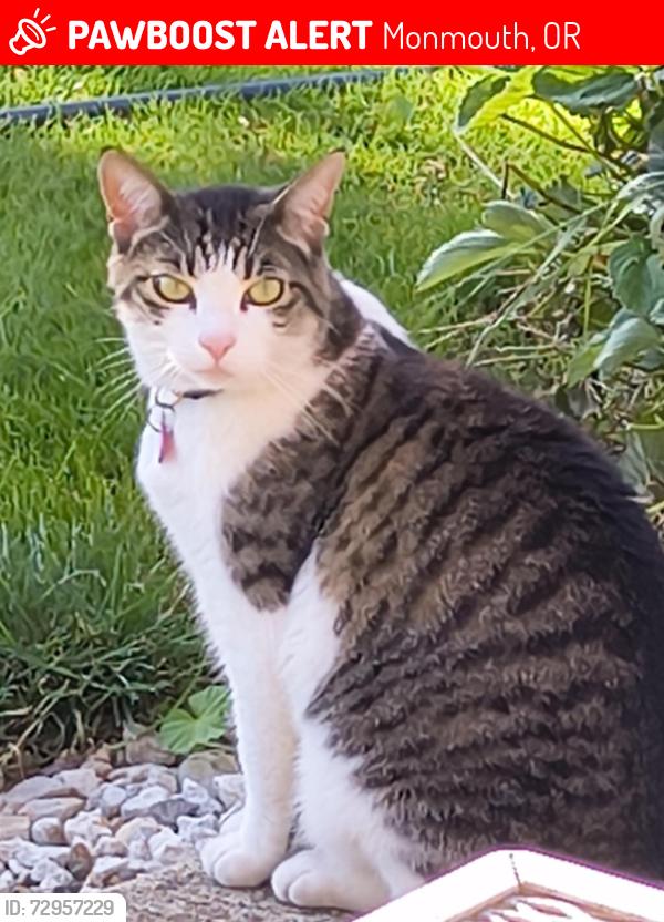 Lost Female Cat last seen Jackson & University, Monmouth, OR 97361