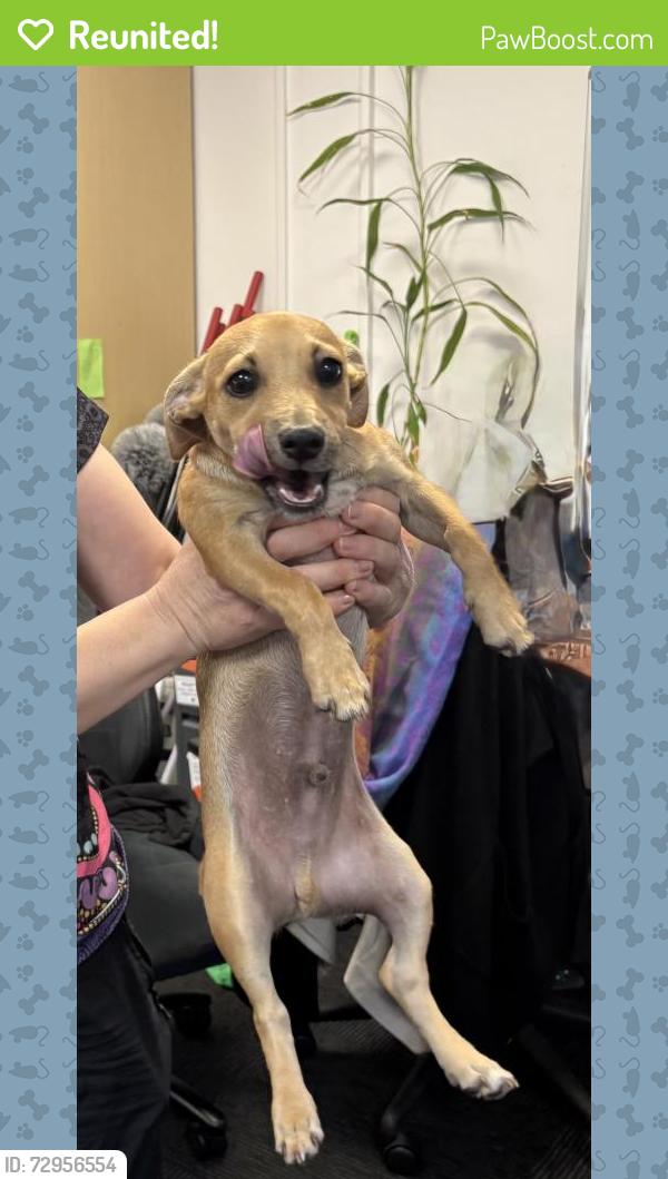 Reunited Male Dog last seen Anglicare NT, Ludmilla, NT 0820