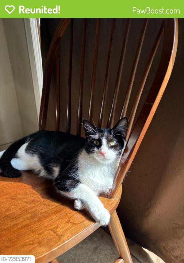 Reunited Female Cat last seen Dragoo Park Dr, Modesto, CA, USA, Modesto, CA 95350
