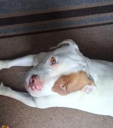 Lost Female Dog last seen Stage and van leer, Memphis, TN 38133