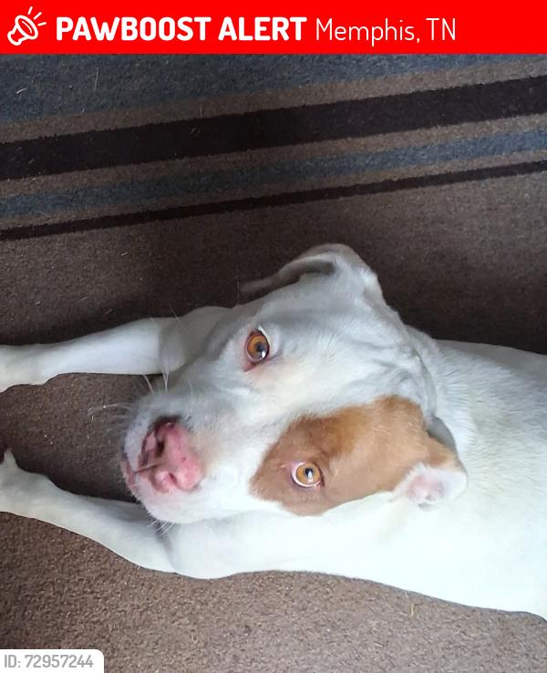 Lost Female Dog last seen Stage and van leer, Memphis, TN 38133
