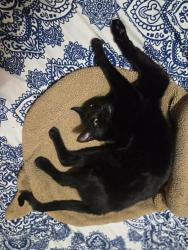 Reunited Male Cat last seen Hemlock Road, New Haven, CT 06515