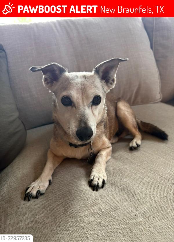 Lost Male Dog last seen Near near Starbucks, New Braunfels, TX 78130