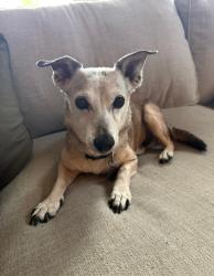 Lost Male Dog last seen Near near Starbucks, New Braunfels, TX 78130