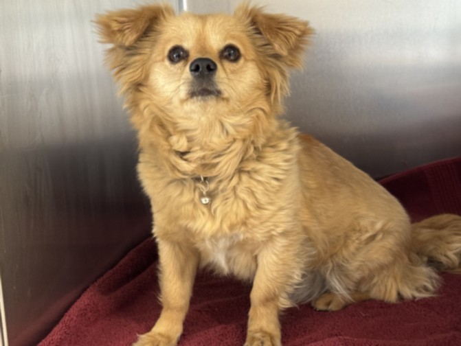 Shelter Stray Female Dog last seen , San Pedro, CA 90731