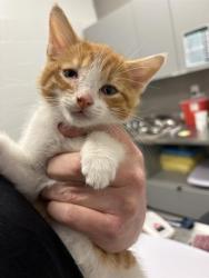 Shelter Stray Male Cat last seen Near , Indianapolis, IN 46221