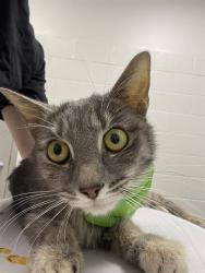 Shelter Stray Female Cat last seen Near , Indianapolis, IN 46221