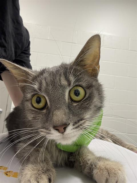 Shelter Stray Female Cat last seen Near , Indianapolis, IN 46221