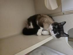 Shelter Stray Male Cat last seen Near BLOCK N ADAMS ST, DENVER CO 80216, Denver, CO 80223