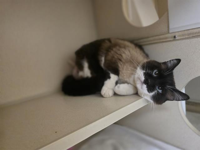 Shelter Stray Male Cat last seen Near BLOCK N ADAMS ST, DENVER CO 80216, Denver, CO 80223