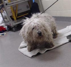 Shelter Stray Male Dog last seen ANDREWS DR & PEORIA ST DENVER CO 80239, Denver, CO 80223