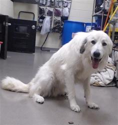 Shelter Stray Female Dog last seen Near BLOCK W BAYAUD AVE, DENVER CO 80223, Denver, CO 80223