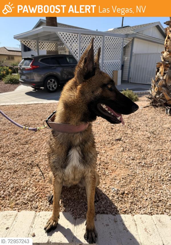 Found/Stray Female Dog last seen Washington and Torrey Pines, Las Vegas, NV 89107