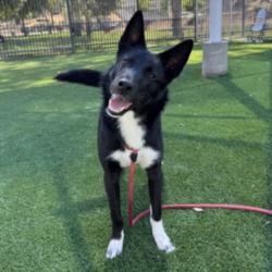 Shelter Stray Male Dog last seen , Los Angeles, CA 90031